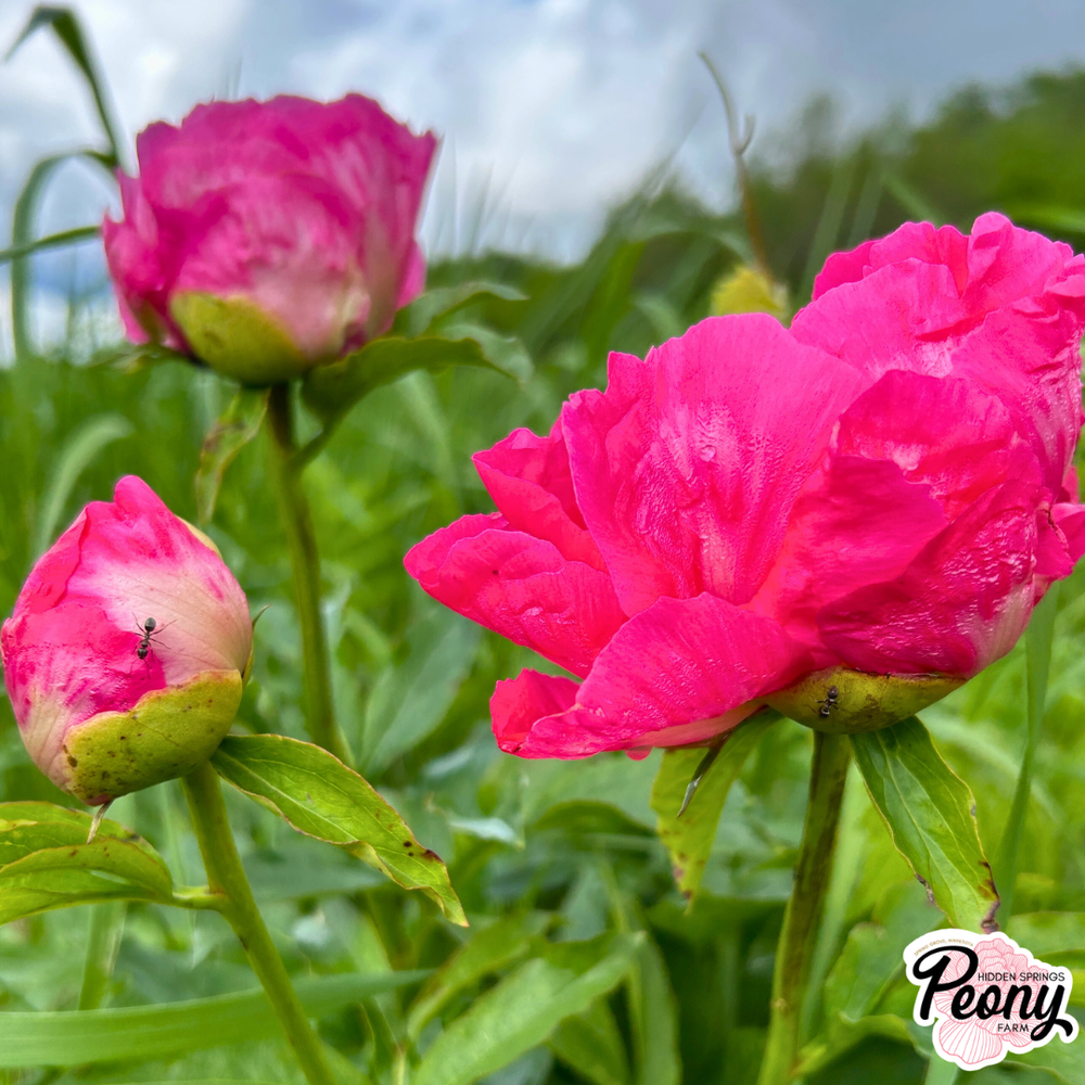 Nice Gal — Hidden Springs Peony Farm